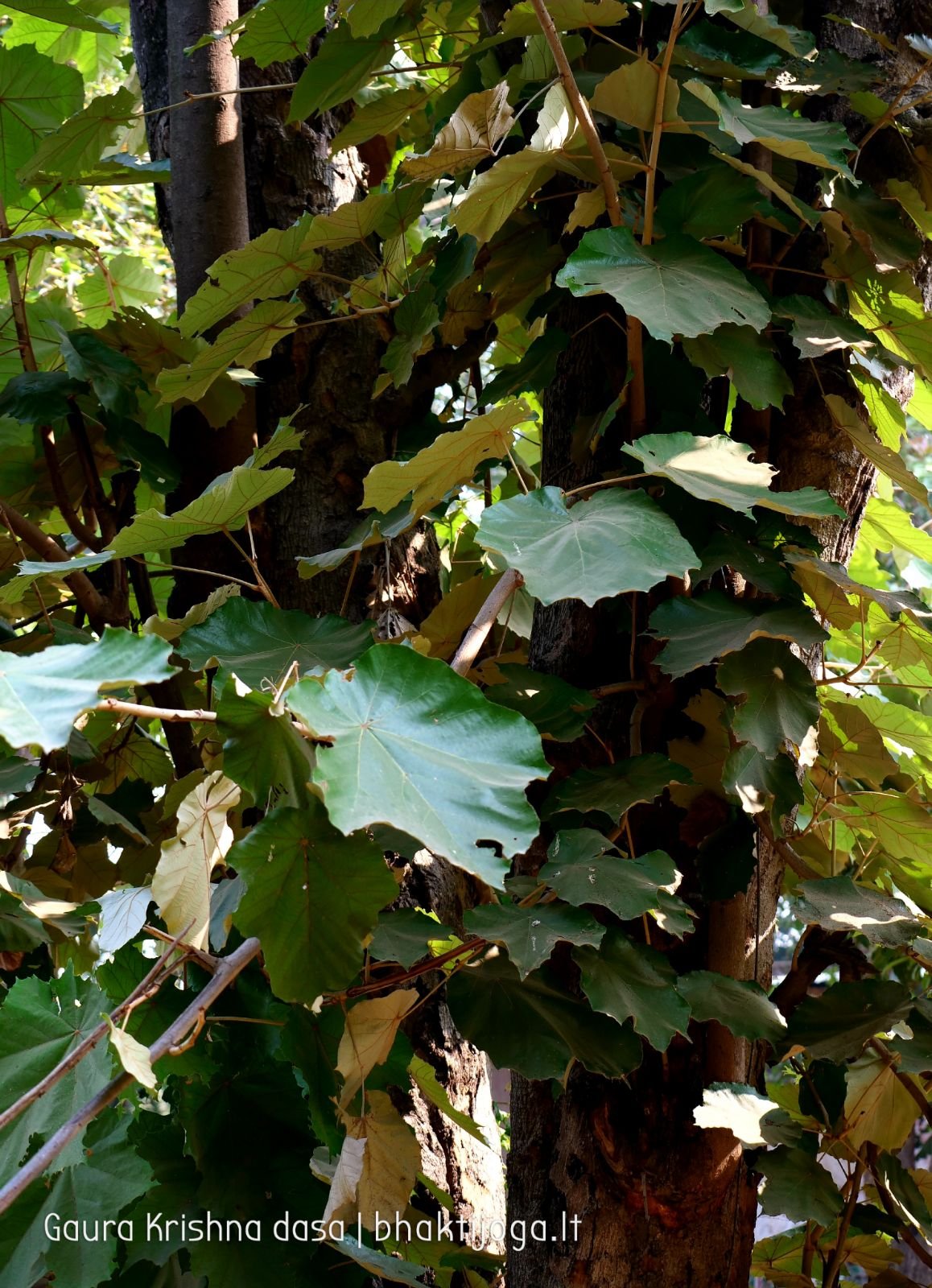  Varshana parikrama and preaching. 2019.12.10